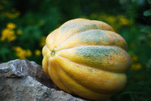 Cucumis melo var. cantalupensis